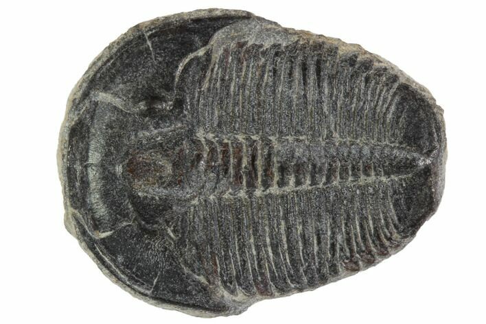 Elrathia Trilobite Fossil - Utah #97072